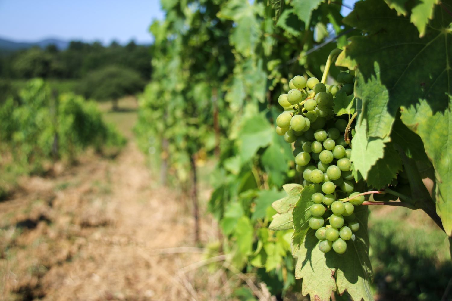 Borgo Santo Pietro Wines Winemaking